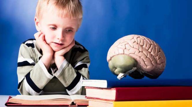 o alimentatie echilibrata poate incetini imbatranirea creierului