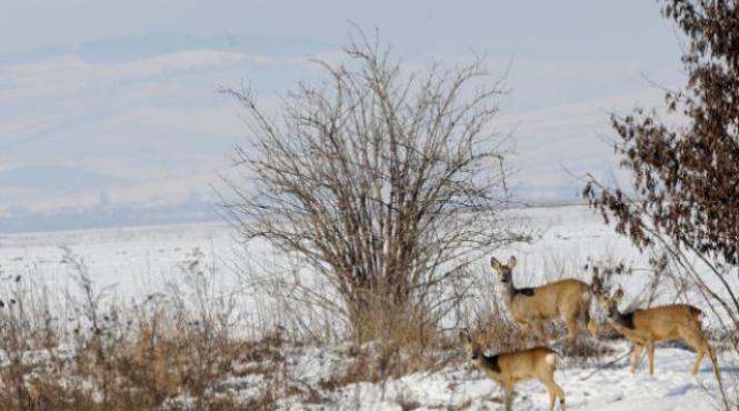 catastrofa ecologica cel putin 50 de caprioare au murit otravite in judetul arad