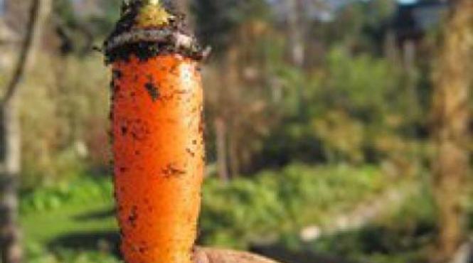 povestea unei verighete pierduta in 1995 gasita pe un morcov cules din gradina