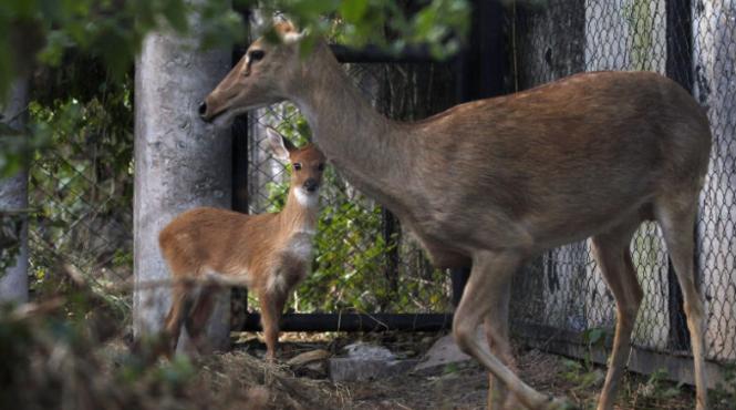76 de caprioare otravite la arad cel mai probabil au ingerat otrava de sobolani