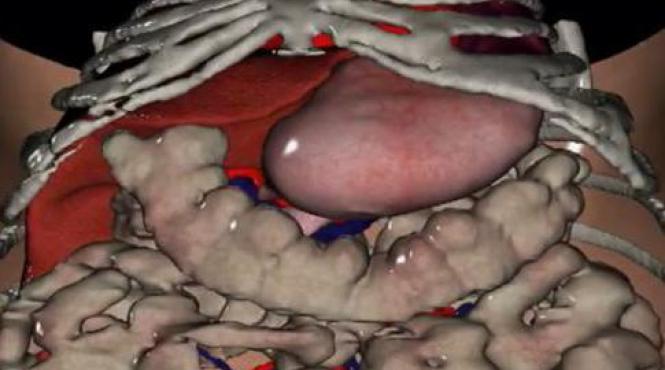 mai multi cercetatori europeni au creat ficatul virtual video