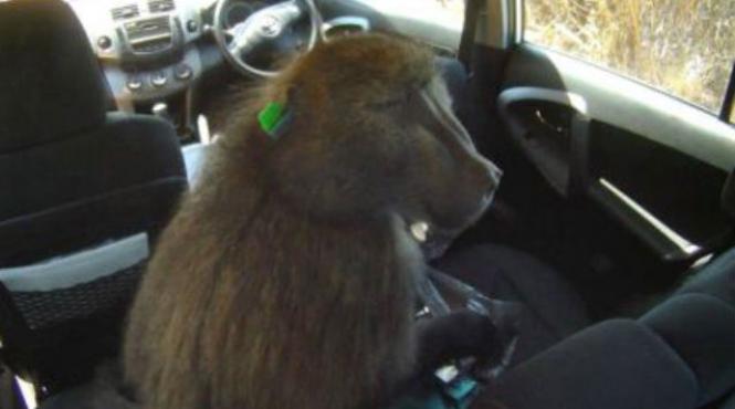 babuinul antiglont fred a terorizat un oras din africa de sud desi fusese impuscat de cel putin 50 de ori