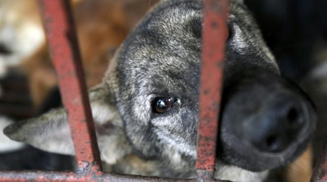 judecatorii ccr au decis eutanasierea cainilor neconstitutionala