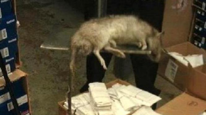 un sobolan gigant descoperit intr un magazin ii baga in sperieti pe newyorkezi