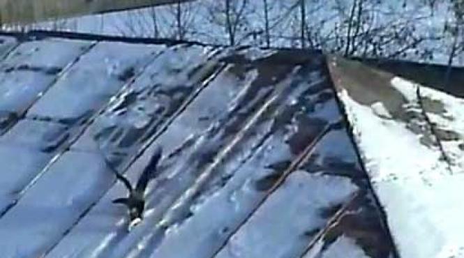 inedit un corb mare amator de sporturi de iarna video