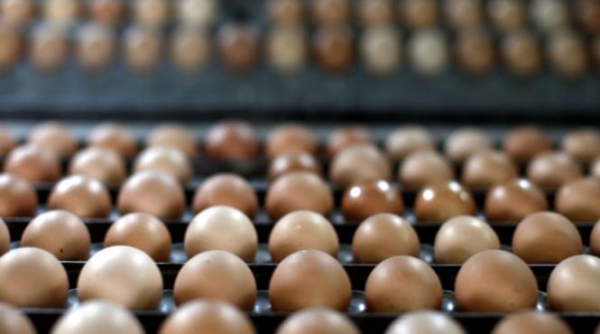 depozitul manastirea gasit cu 4 300 de oua fara acte de provenienta