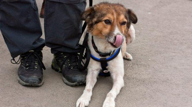 incepe sterilizarea cainilor din capitala