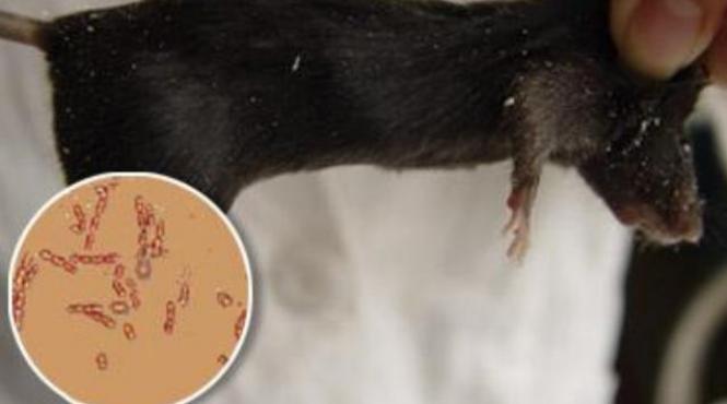 siberia detine secretul tineretii fara batranete vezi ce au descoperit cercetatorii rusi