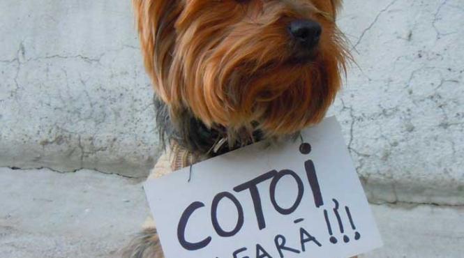 cu nevroticii de coada cotoi tace