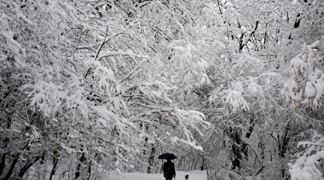 cod rosu de ninsori in bulgaria