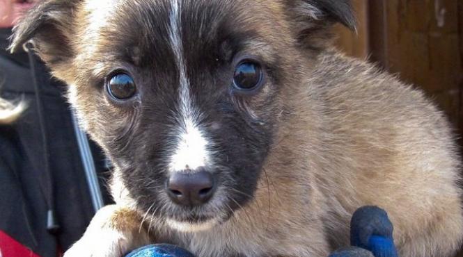 peste 200 de caini sunt ingropati de vii sub zapada la adapostul glina