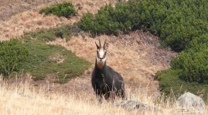 humanoizii fleica si b b distrug bucegii