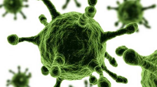 un nou virus depistat in fermele din europa
