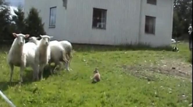 culmea dresajului un iepure ajuns caine ciobanesc video