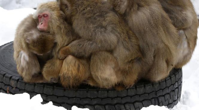 maimutelor din kazahstan li se da vin fiert pentru a suporta mai usor gerul