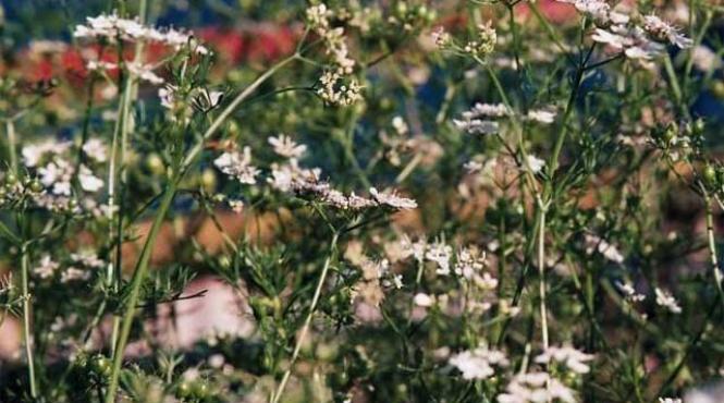 coriandrul condiment medicament contra colesterolului
