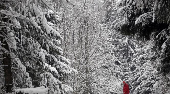 familie salvata dupa sase zile petrecute in padure mai aveau putin si si mancau cainele