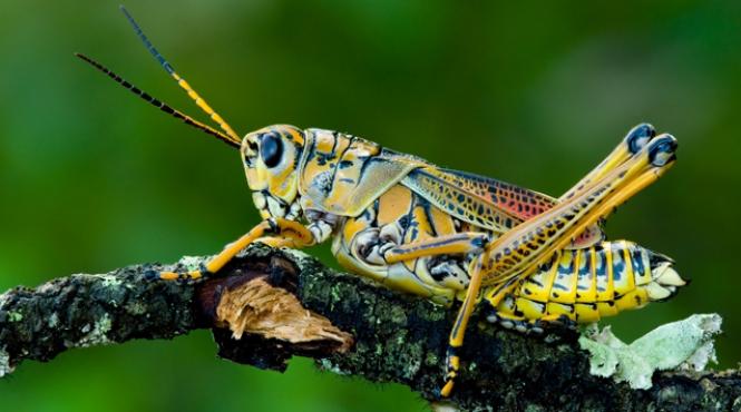 asculta cantecul vechi de 165 milioane de ani al unui greier din jurasic video