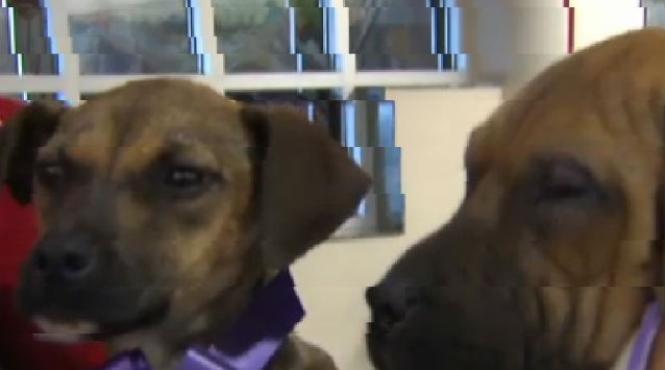 video doi catei bolnavi s au dus singuri la spital pentru a fi tratati