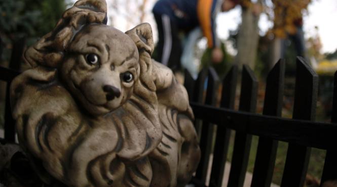 a furat diamante din mormantul unui caine