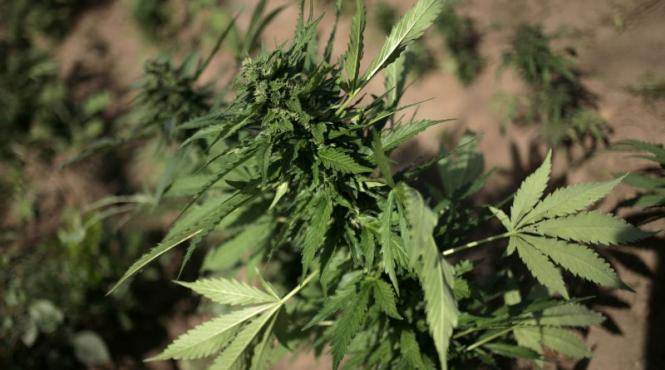 nepotii vicelui cj valcea retinuti pentru trafic de droguri cannabisul provenea dintr o cultura ilegala din judet video