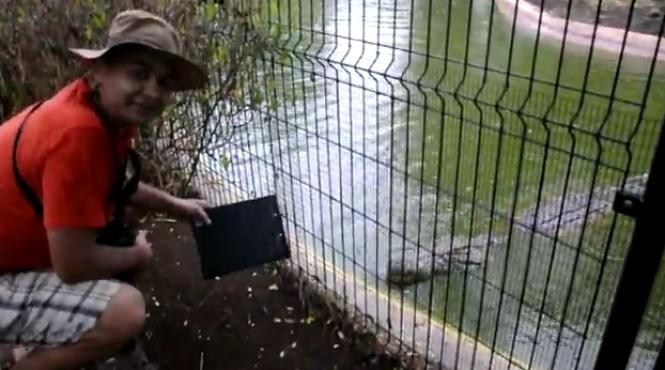 jos nea tiranu mic protest de concediu la crocodili video