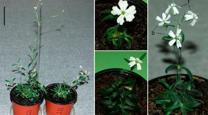 cercetatorii rusi au adus la viata plante din fructe de acum 30 000 de ani