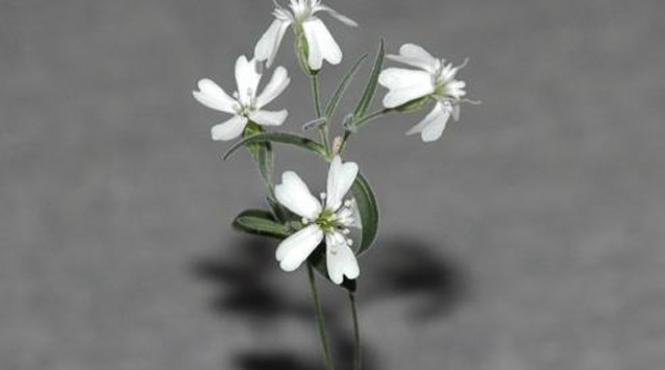 planta readusa la viata dupa 30 000 de ani video