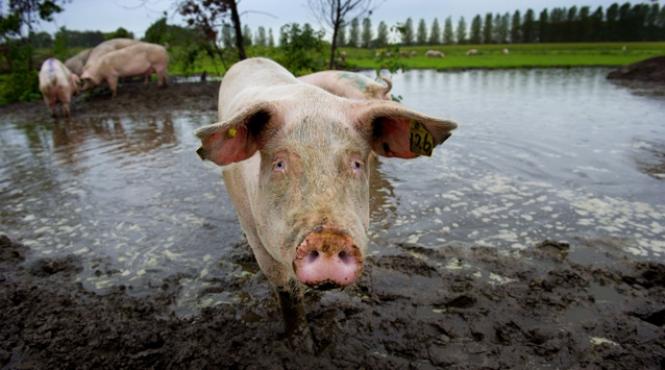 romania va creste standardul de viata al porcilor liniste lumina racoare vezi planurile ansvsa