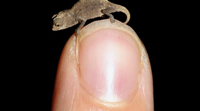 galerie foto a fost descoperit cel mai mic cameleon din lume vezi ce lungime are