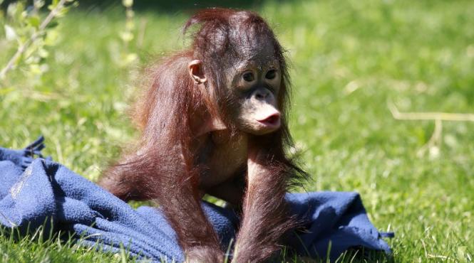 nu este o gluma urangutanii din gradinile zoologice din sua primesc ipad uri vezi ce aplicatii folosesc maimutele video
