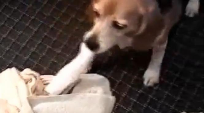 cainele care se sterge singur cu prosopul video