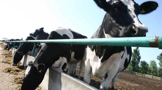 ce dezastru au lasat in romania israelienii de la tnuva