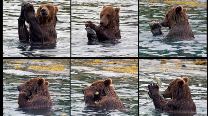 asta e cel mai destept urs din lume vezi de ce