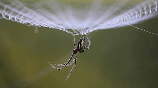 firele de paianjen folosite pentru realizarea coardelor de vioara