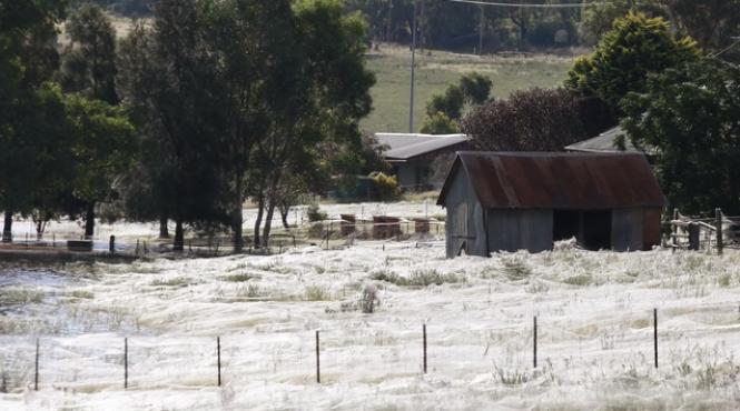 mii de paianjeni australieni s au refugiat din calea inundatiilor in fermele oamenilor galerie foto