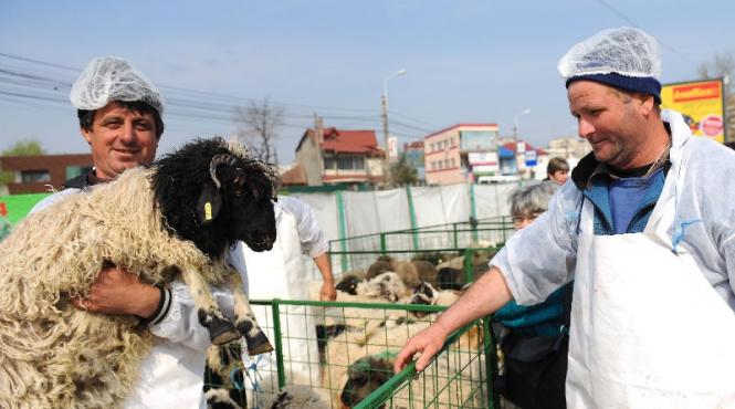 fuia spune ca nu sunt motive pentru scumpirea carnii de miel taranii il contrazic zicand ca au cheltuit mai mult tinand mieii in casa pe timp de iarna