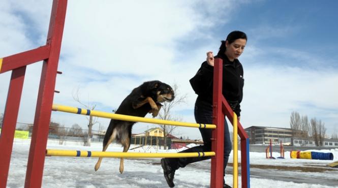 jocuri si concursuri pentru copii si catei
