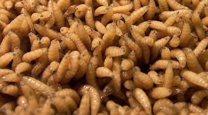 larvele mustelor de casa furajul viitorului pentru fermele de animale