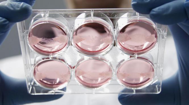 pentru ca nu s a putut stabili nationalitatea donatorului de sperma copiii nascuti in strainatate de o americanca nu au primit cetatenie