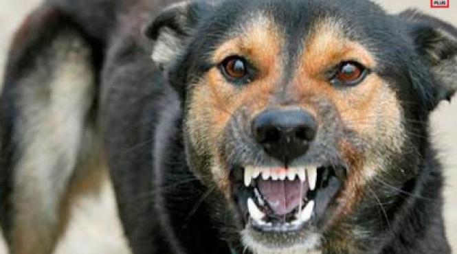 copil de sase ani omorat de caini la suceava