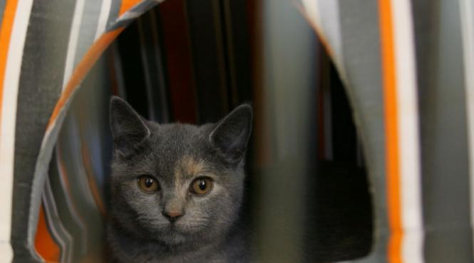 cum supravietuiesc pisicile cand cad de la zeci de metri biologii fizicienii si veterinarii explica