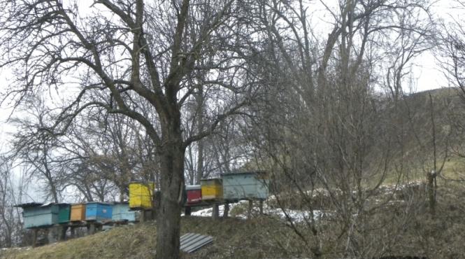 practici magice la inceput de an nou apicol