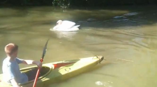 video o lebada sperie englezii tyson ataca pe oricine se apropie de teritoriul ei