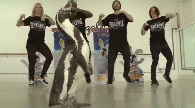 video patru pinguini reali au dansat la lansarea animatiei happy feet 2 pe dvd