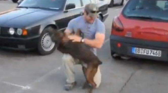 cum reactioneaza un caine cand stapanul sau se intoarce acasa vezi filmuletul care a impresionat 2 milioane de persoane in cateva zile