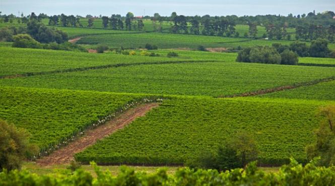 incoronare europeana pentru vinurile romanesti