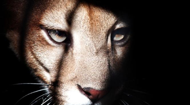 un pensionar atacat de o puma a fost salvat de un urs