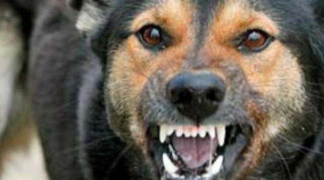 pdl istul sef din valcea a fost muscat de un caine