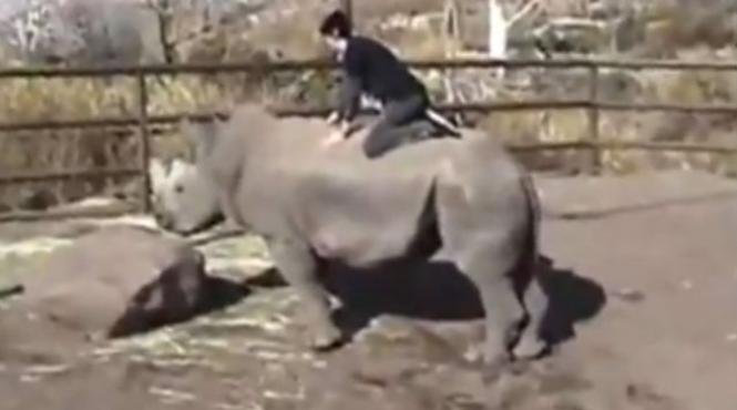 video un tanar a calarit un rinocer